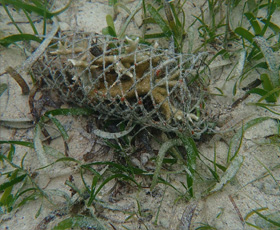エダコモンサンゴ植付6カ月後