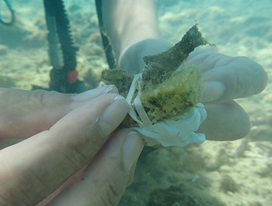 植付作業3　サンゴ植付ボンド工法