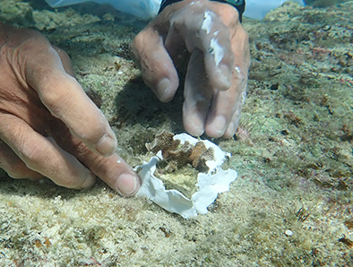 植付作業4　サンゴ植付海底接着