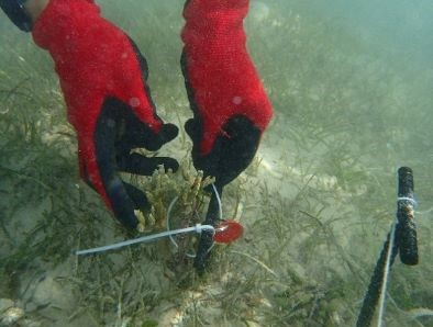 植付作業3　サンゴ植付棒状杭工法