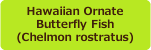 Hawaiian Ornate
Butterfly Fish(Chelmon rostratus)